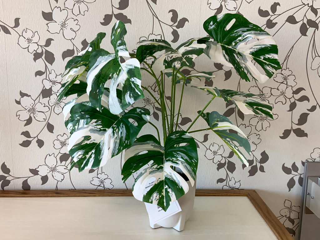 PLANTA MONSTERA VERDE