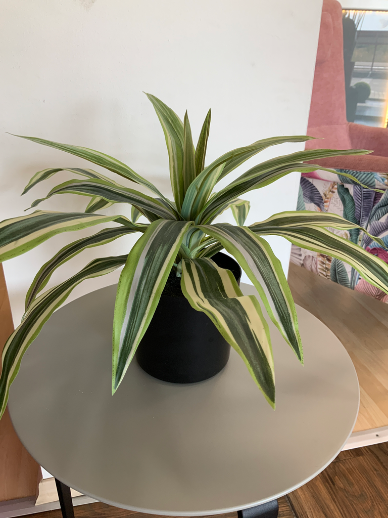 MACETA DRALISENA