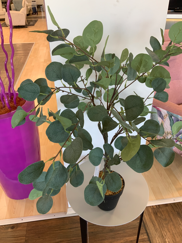 PLANTA EUCALIPTO VERDE