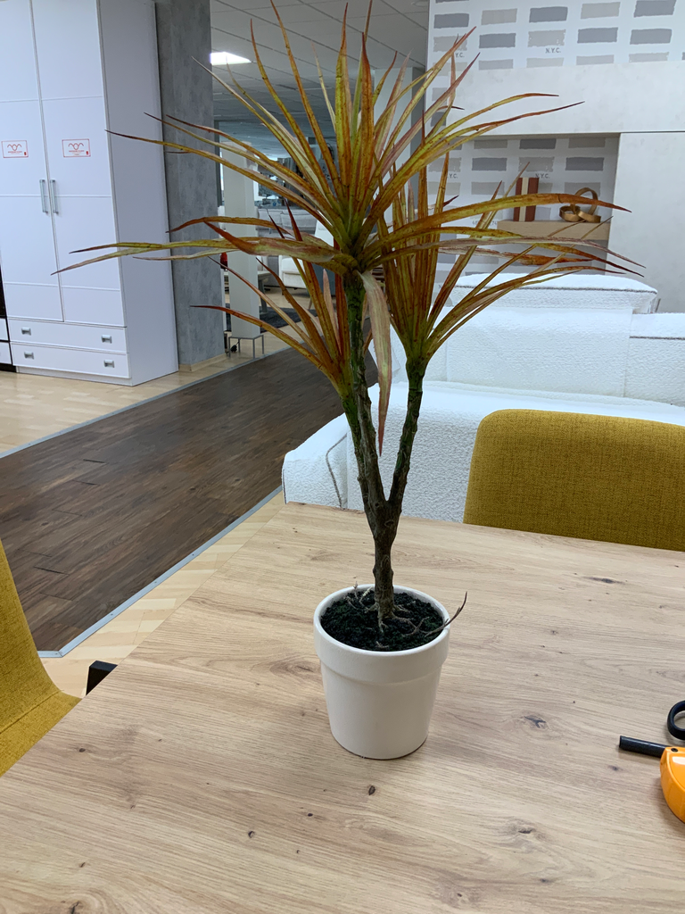 MACETA DRACENA