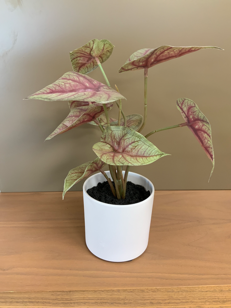 MACETA SUN GONIUM