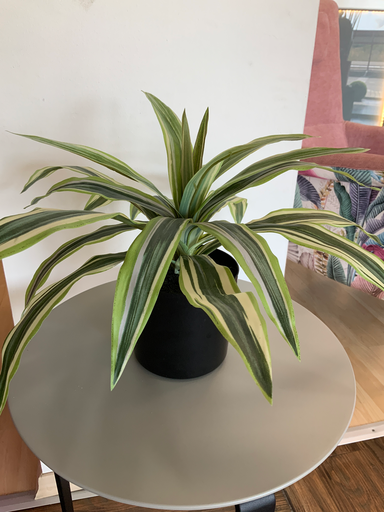 MACETA DRALISENA